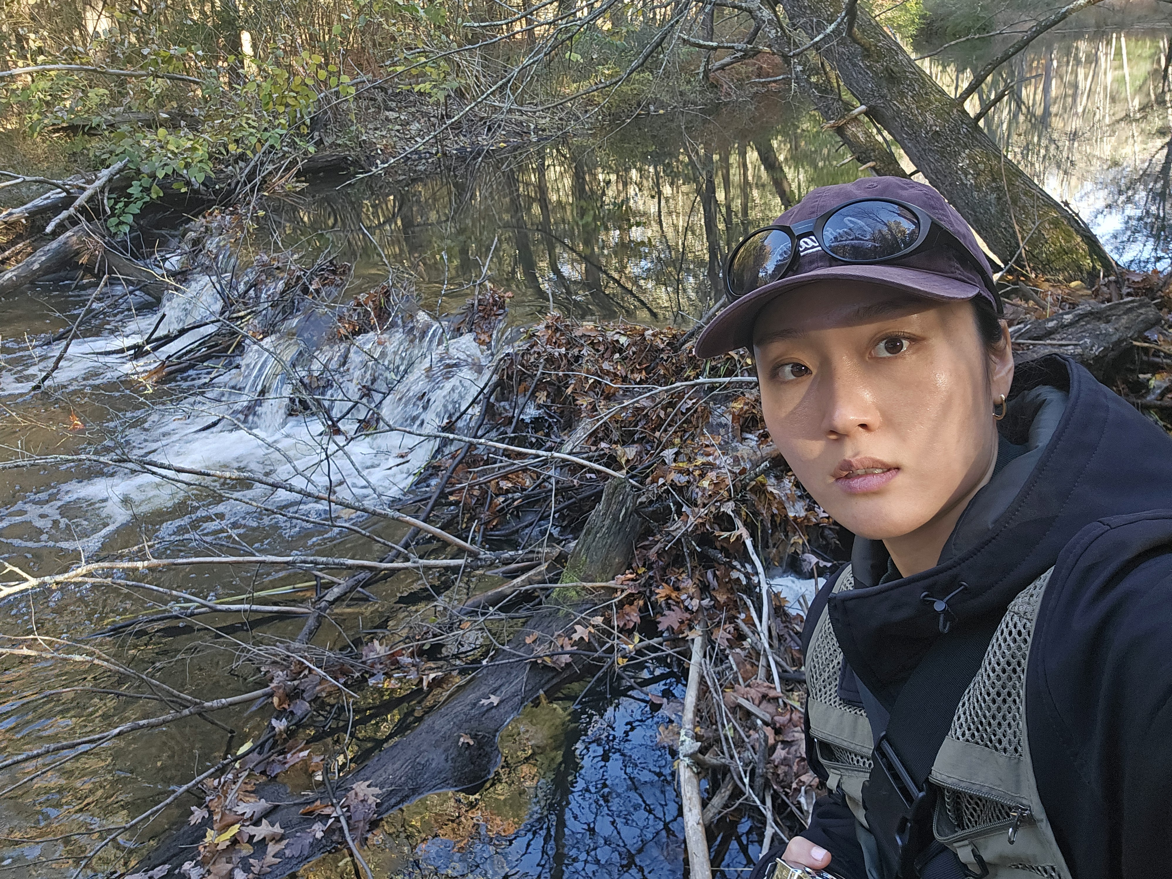 Beaver dam at the field site
