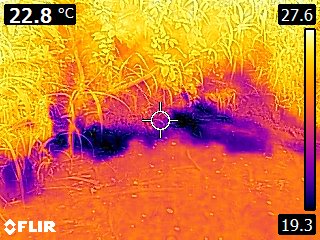 Thermal image of the river