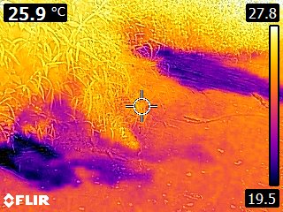 Thermal image of the river, second site
